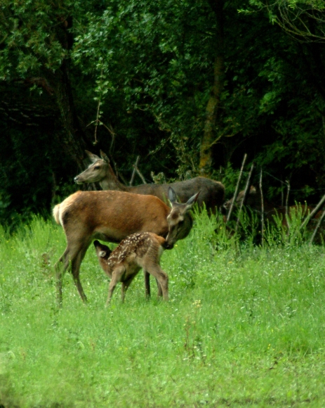 Tenerezze di mamma cervo